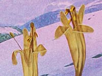 Helden | Detail